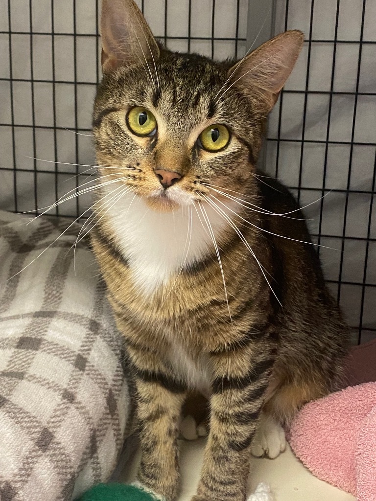 Foxy, an adoptable Domestic Short Hair in Grants Pass, OR, 97526 | Photo Image 5