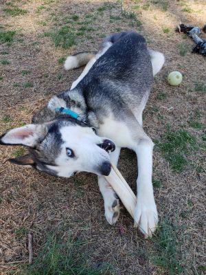 I am in LOVE Please welcome Sierra to the Releashed Rescue pack Sierra is beautiful sweet and sup