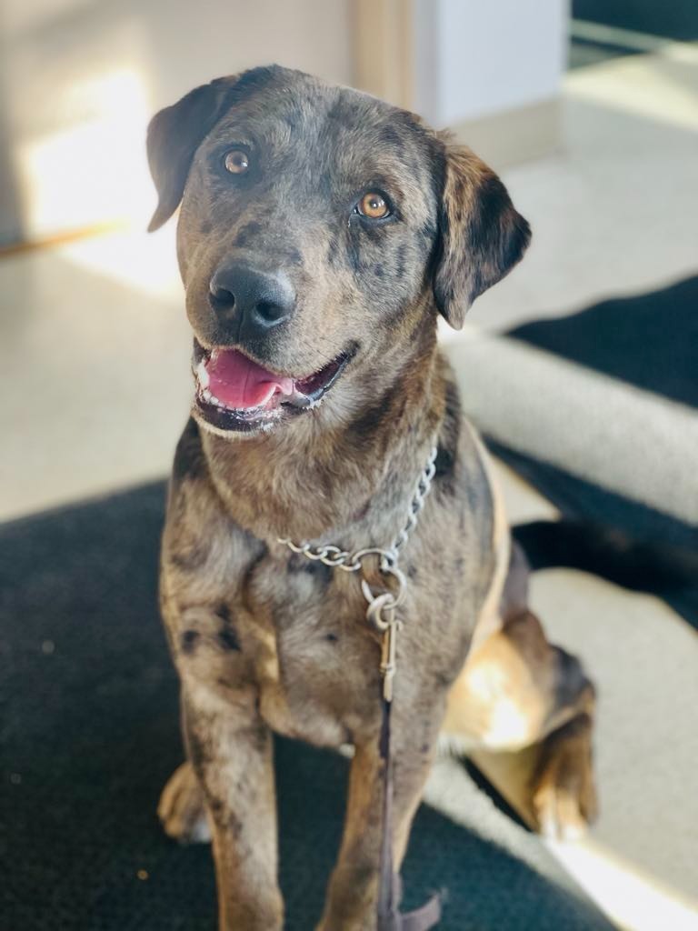Bandit, an adoptable Catahoula Leopard Dog, Golden Retriever in Green River, WY, 82935 | Photo Image 1