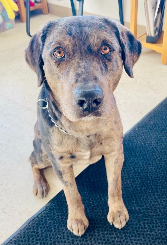 Bandit, an adoptable Catahoula Leopard Dog, Golden Retriever in Green River, WY, 82935 | Photo Image 2