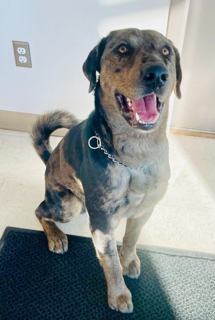 Bandit, an adoptable Catahoula Leopard Dog, Golden Retriever in Green River, WY, 82935 | Photo Image 3