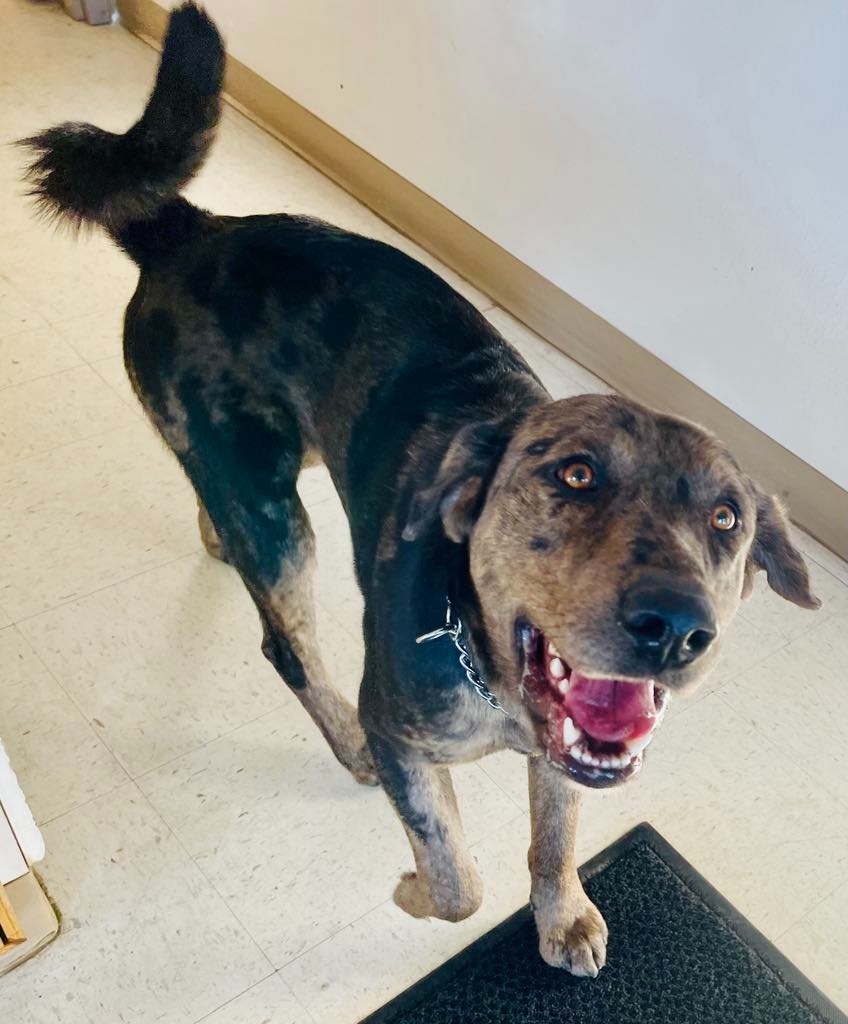 Bandit, an adoptable Catahoula Leopard Dog, Golden Retriever in Green River, WY, 82935 | Photo Image 4