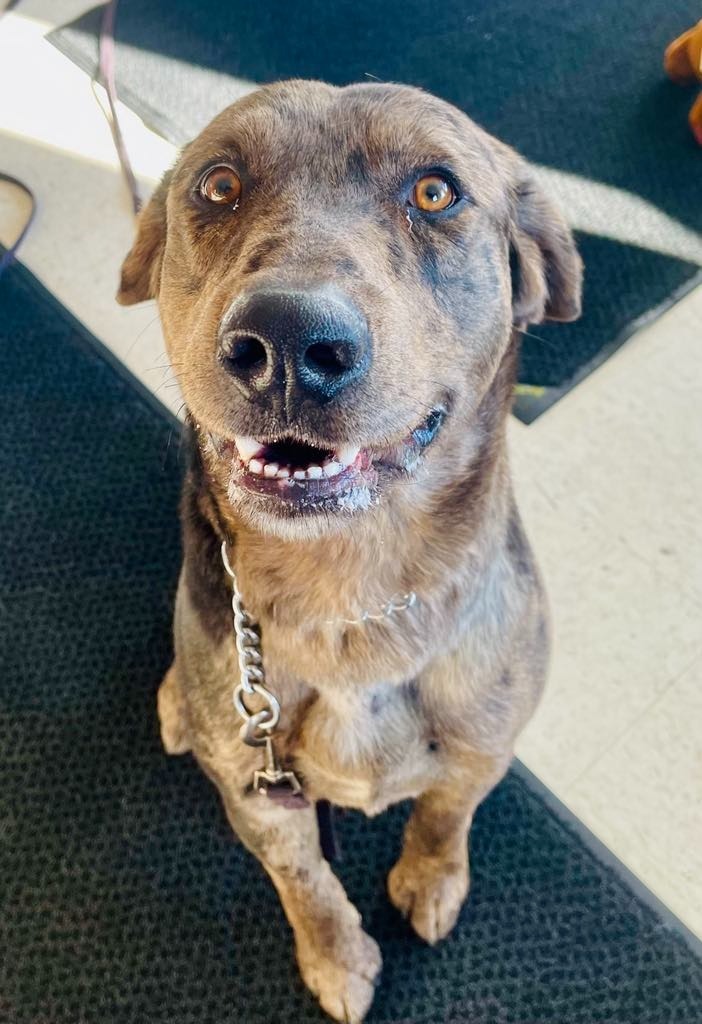 Bandit, an adoptable Catahoula Leopard Dog, Golden Retriever in Green River, WY, 82935 | Photo Image 5