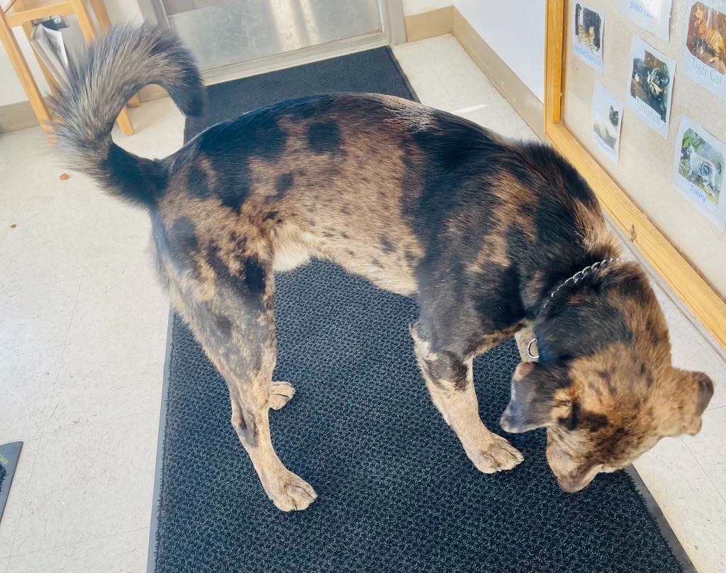 Bandit, an adoptable Catahoula Leopard Dog, Golden Retriever in Green River, WY, 82935 | Photo Image 6