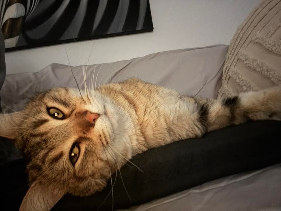 Bobcat