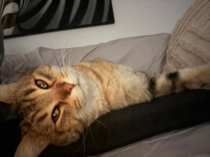 Bobcat, Adult Male Domestic Short Hair