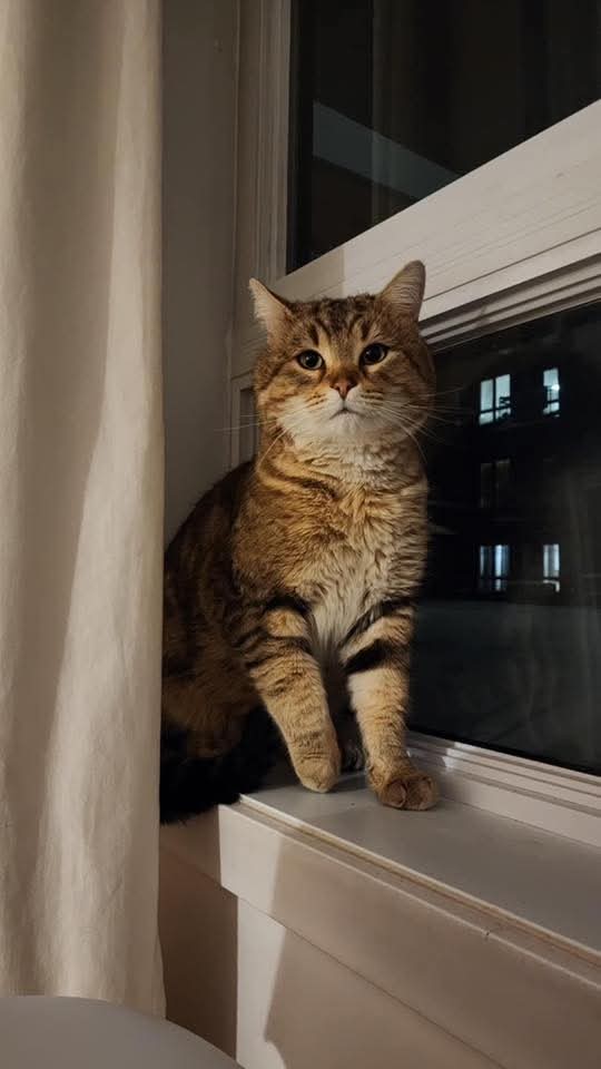Bobcat