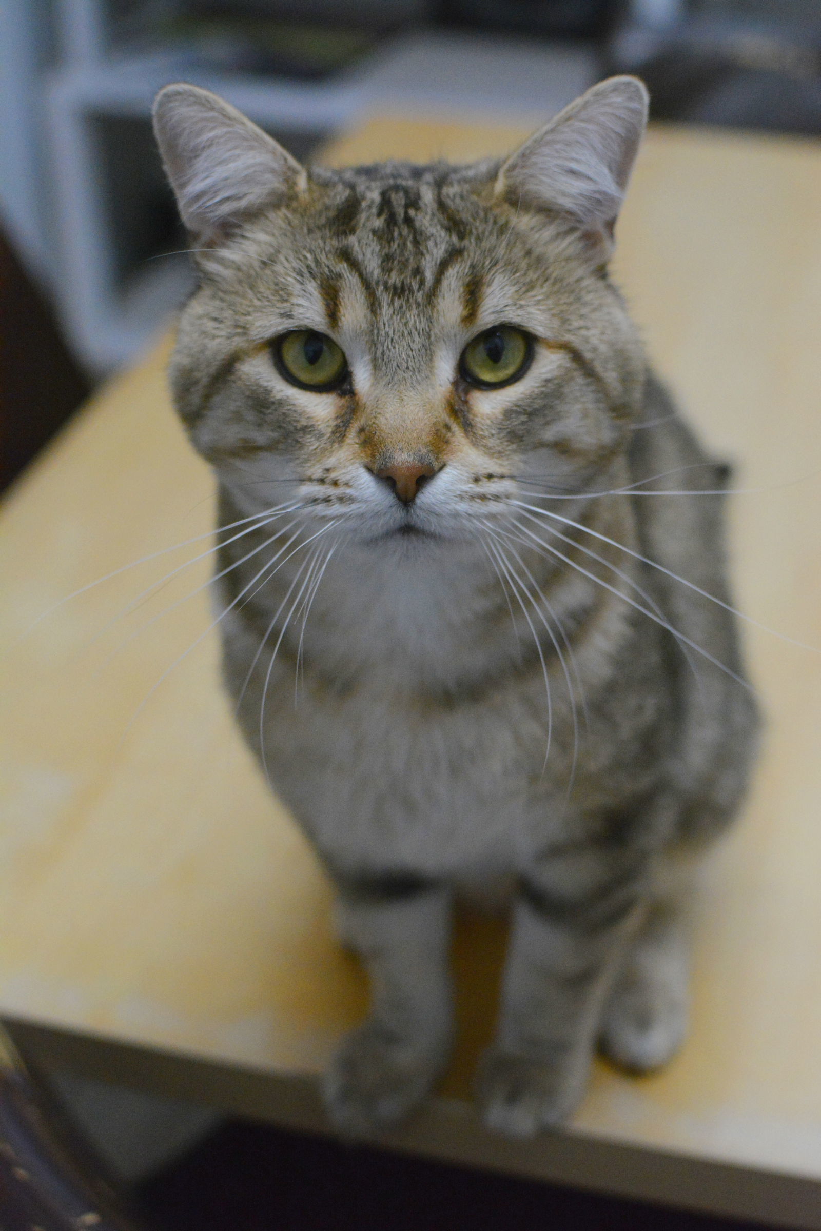 Bobcat