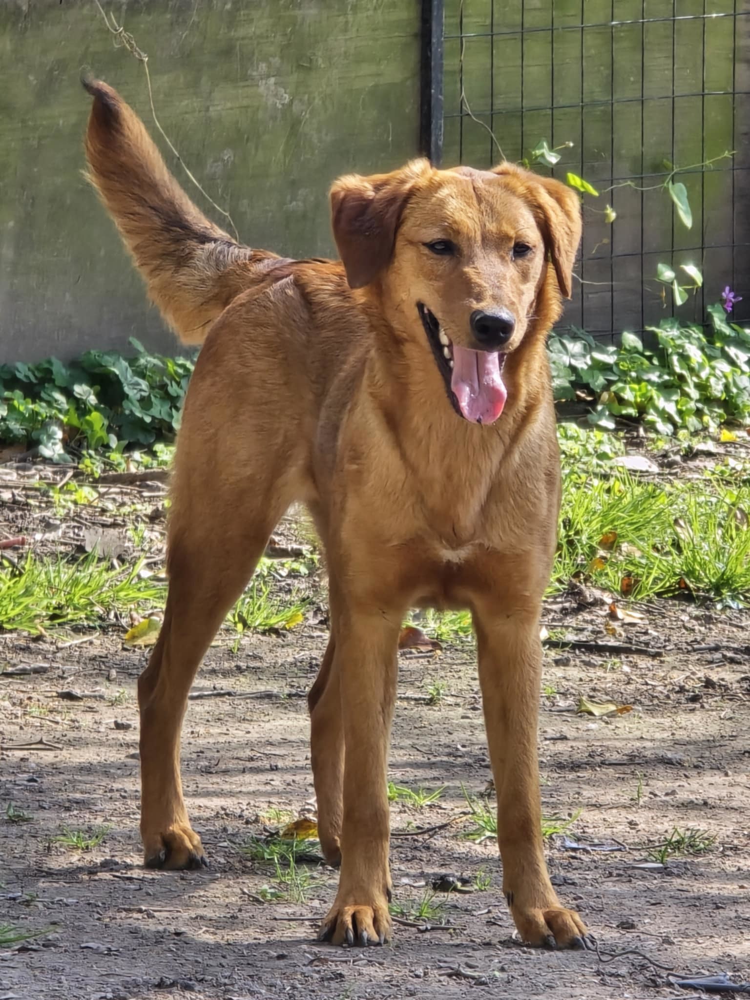 Annie (lab) - Adorable!