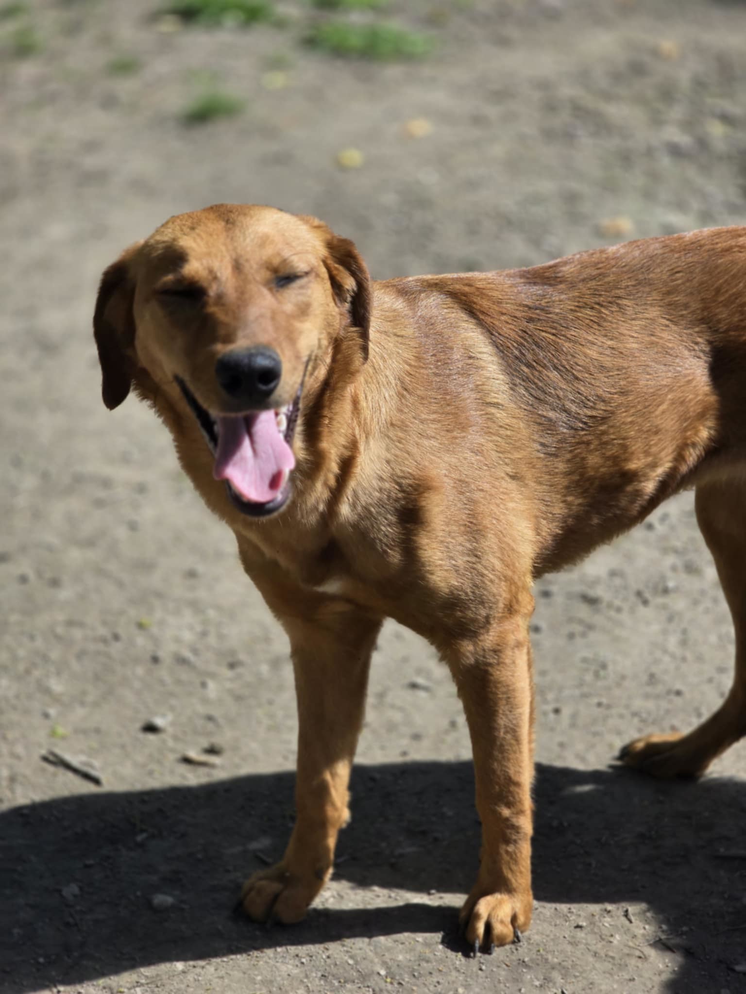 Annie (lab) - Adorable!