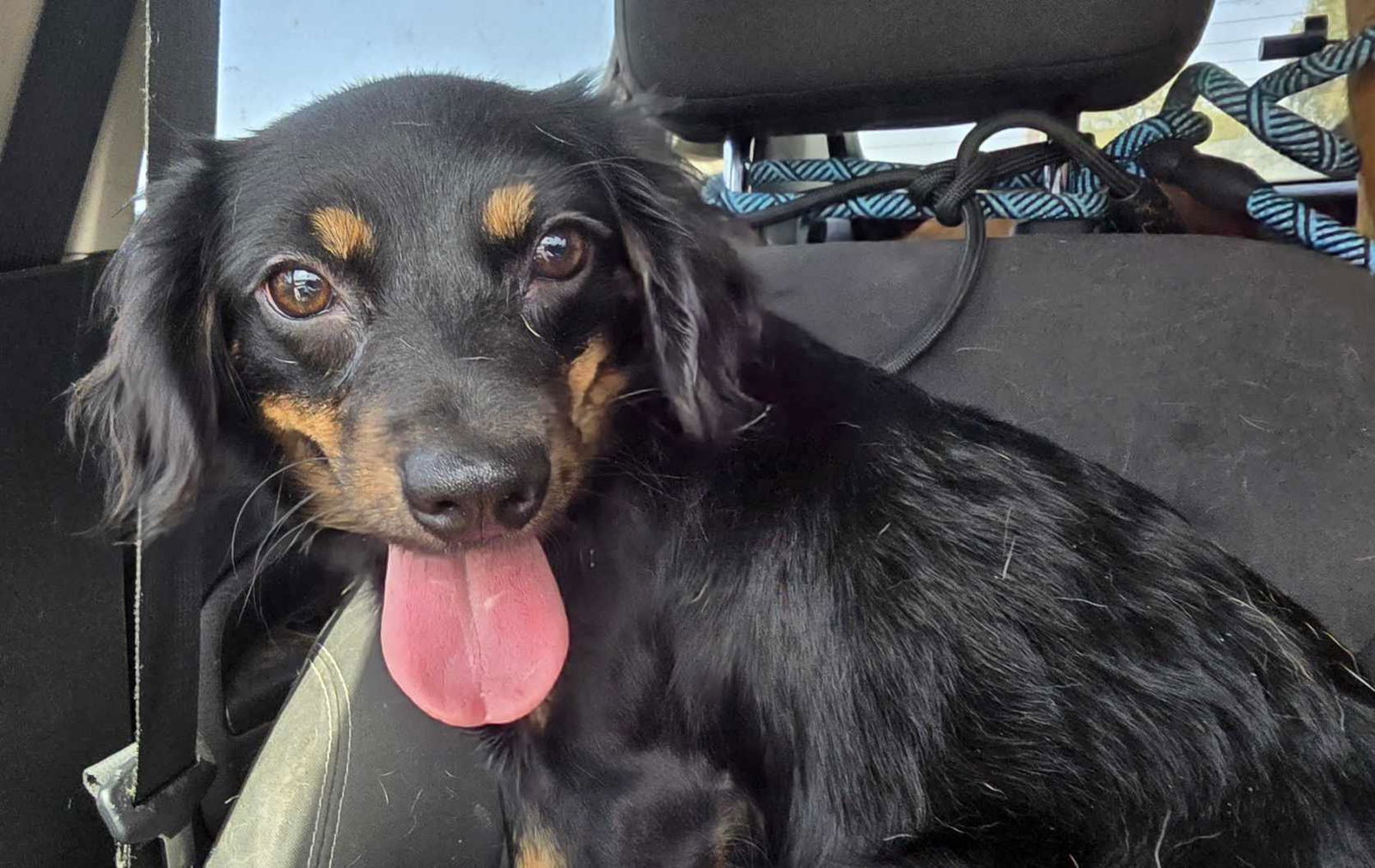 Daisy - Darling Pup!