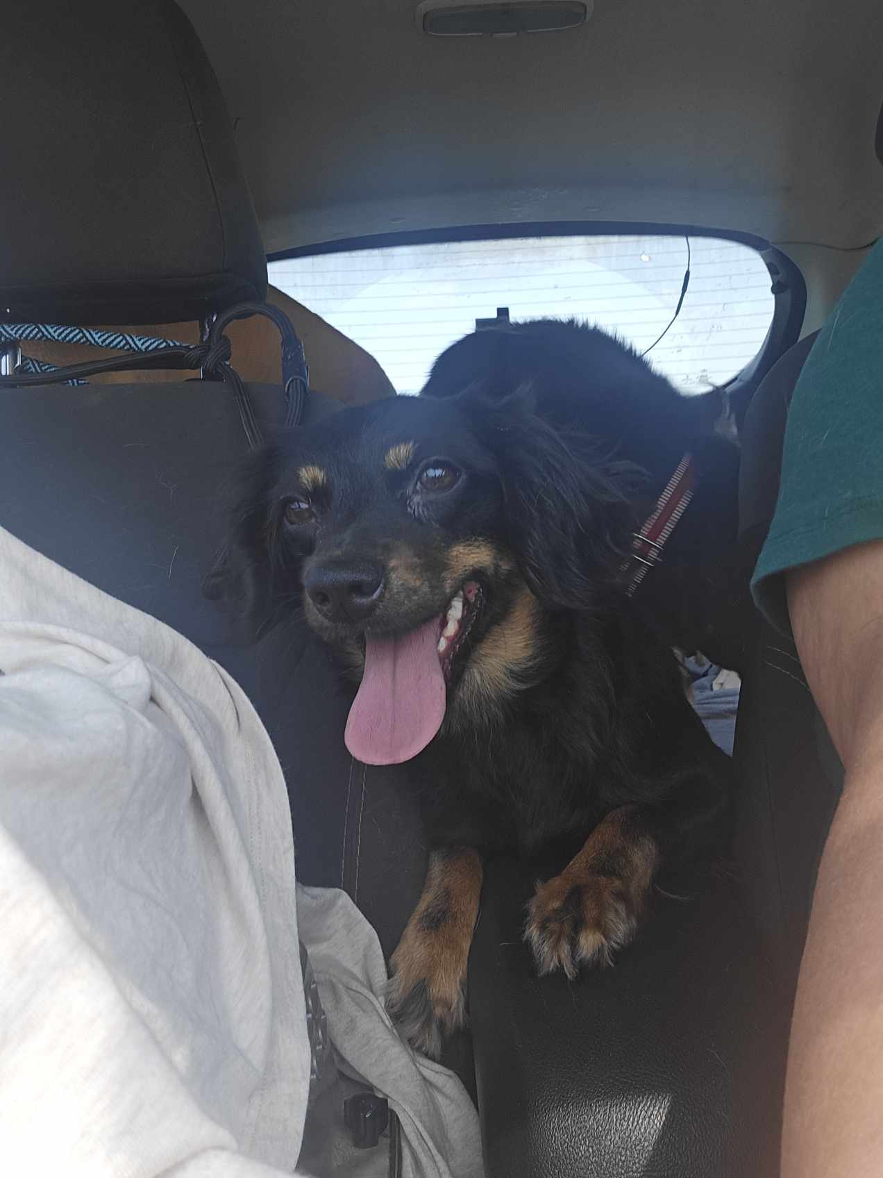 Daisy - Darling Pup!