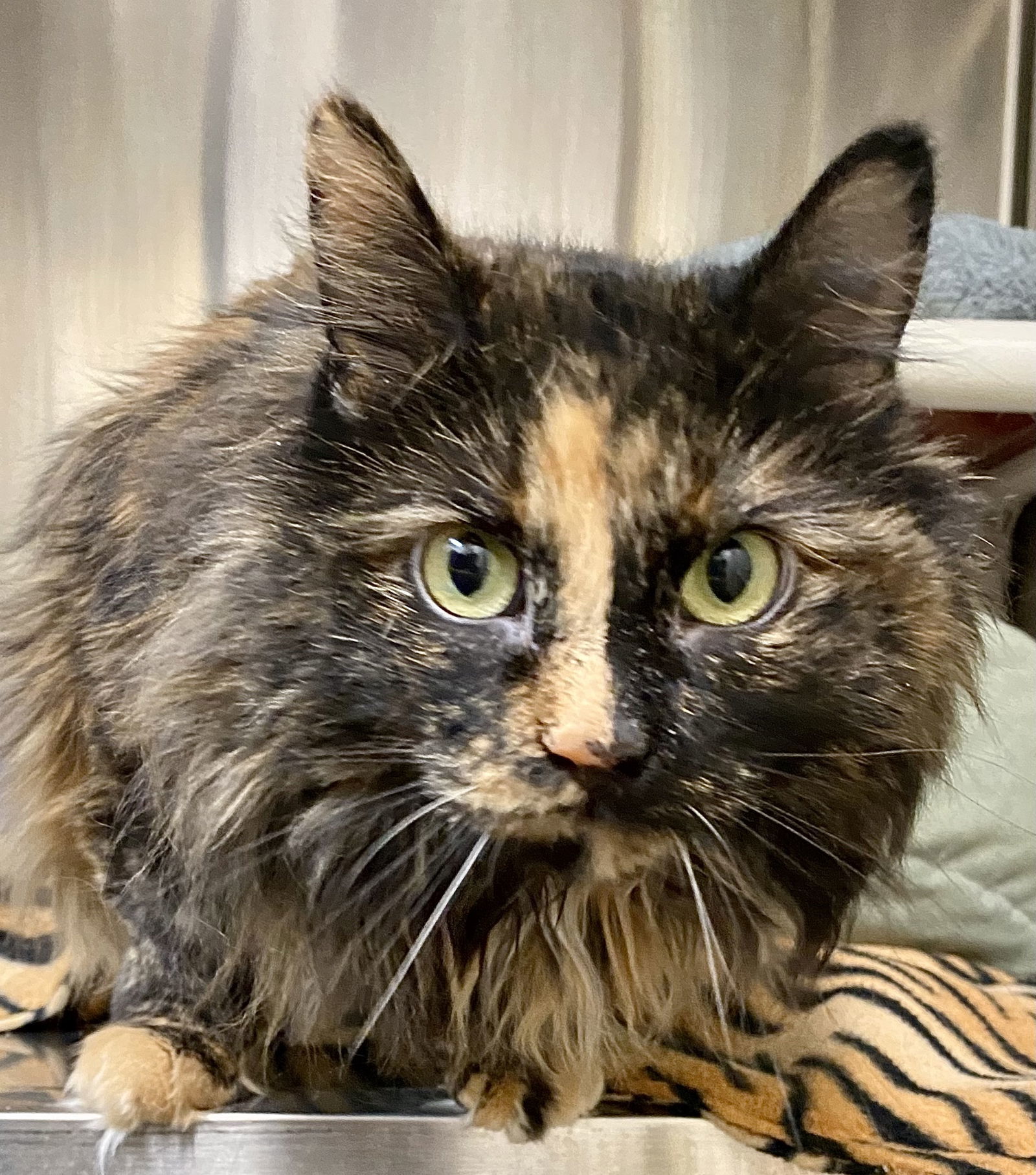 Iris, an adoptable Domestic Long Hair, Tortoiseshell in Fargo, ND, 58103 | Photo Image 1