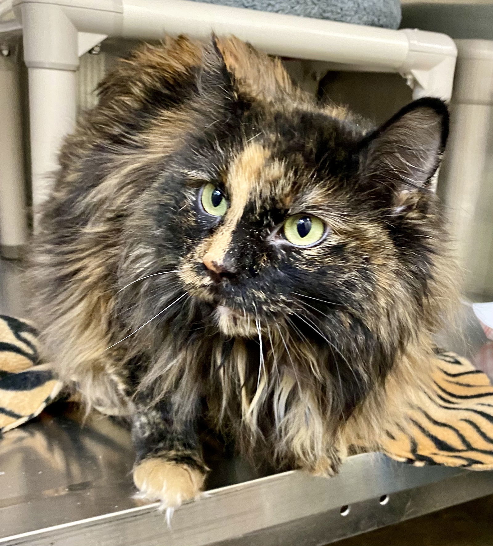 Iris, an adoptable Domestic Long Hair, Tortoiseshell in Fargo, ND, 58103 | Photo Image 2