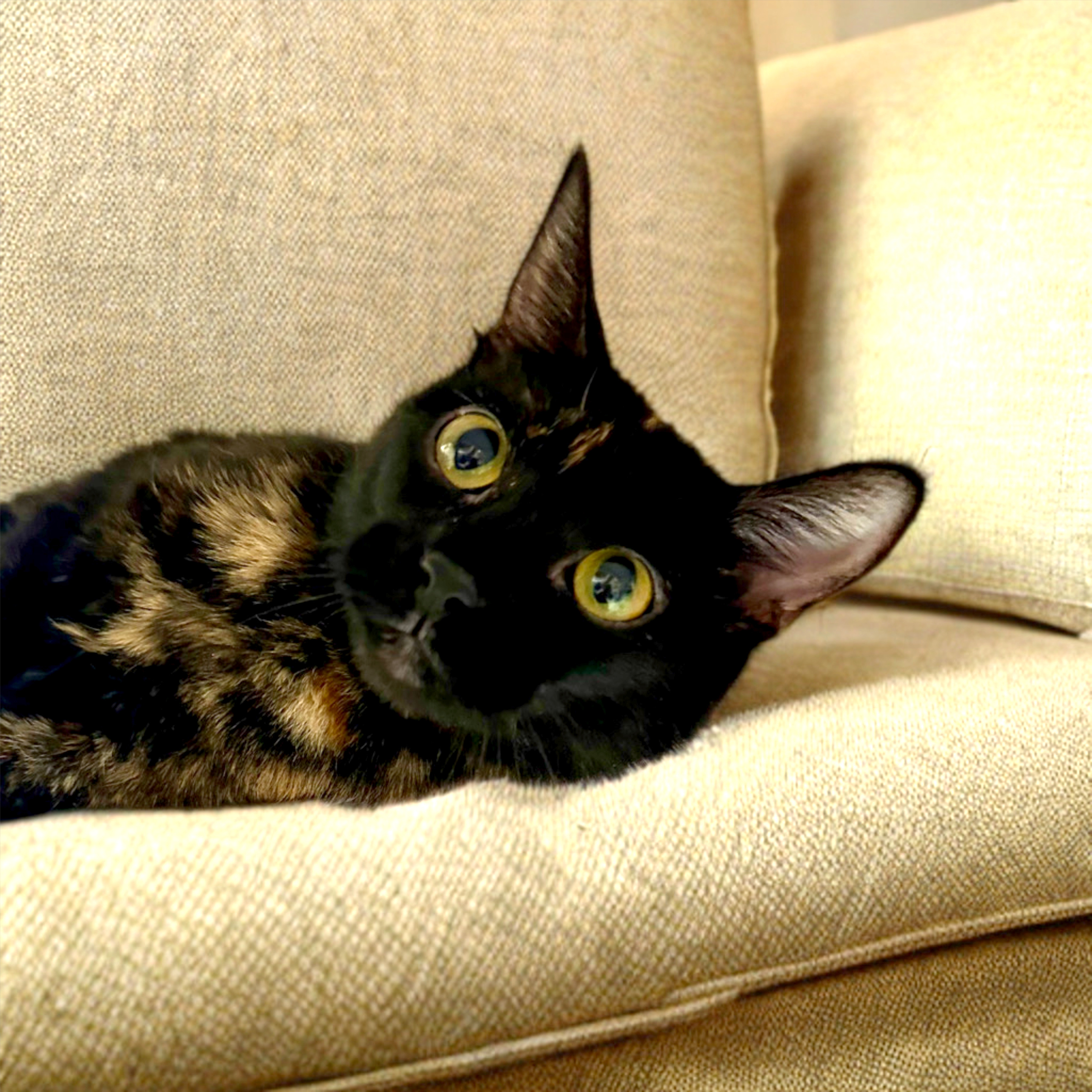 Margarite