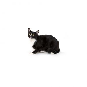 Mikey Domestic Short Hair Cat