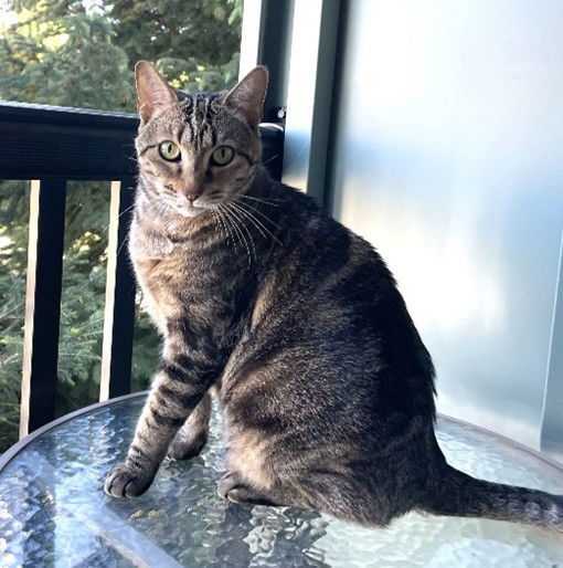 Cleo, an adoptable Tabby in Evergreen, CO, 80437 | Photo Image 1