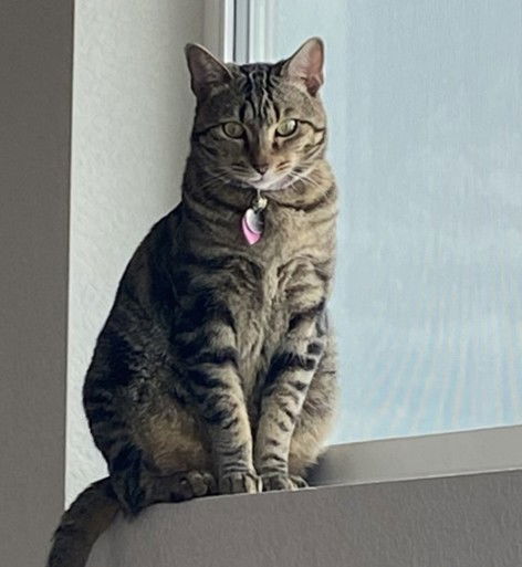 Cleo, an adoptable Tabby in Evergreen, CO, 80437 | Photo Image 2