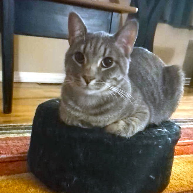Spencer, an adoptable Tabby, Domestic Medium Hair in Laramie, WY, 82073 | Photo Image 1