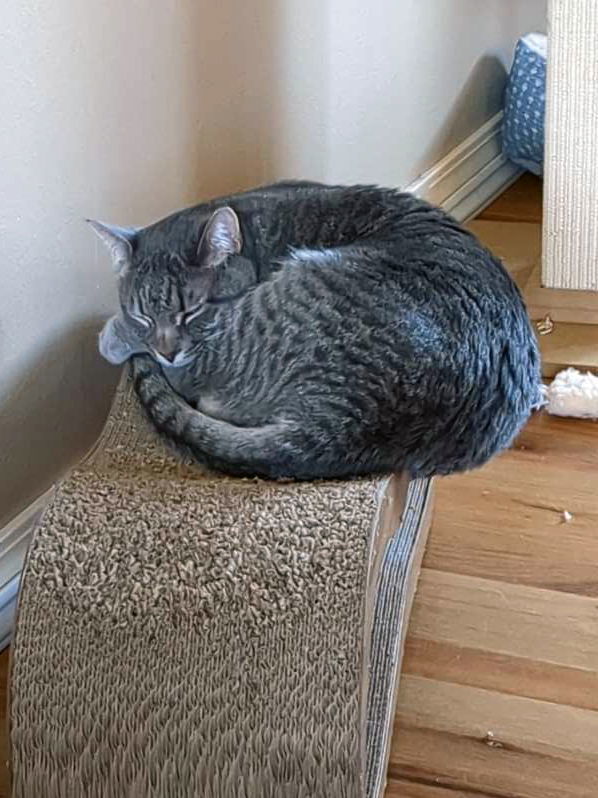 Spencer, an adoptable Tabby, Domestic Medium Hair in Laramie, WY, 82073 | Photo Image 2