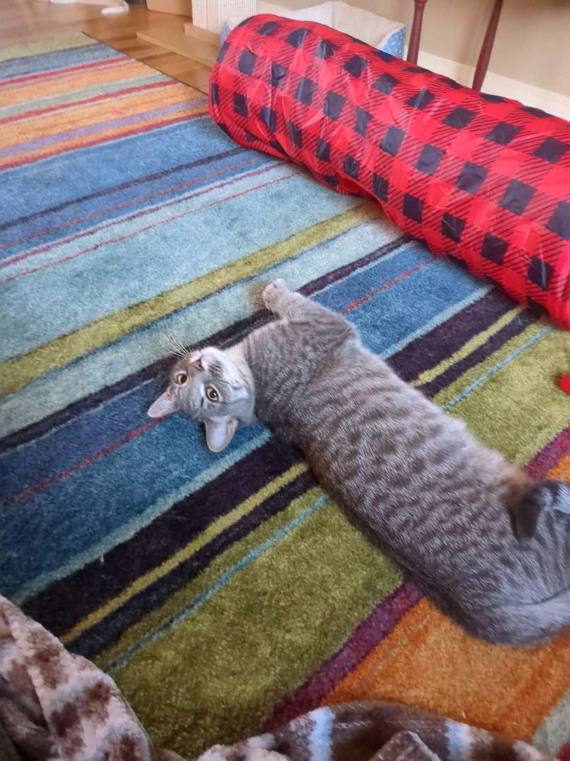Spencer - 25 is my lucky number!, an adoptable Tabby, Domestic Medium Hair in Laramie, WY, 82073 | Photo Image 2