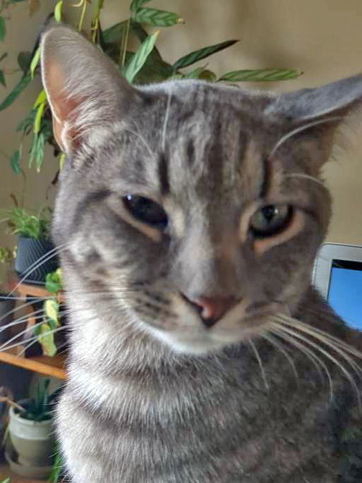 Spencer, an adoptable Tabby, Domestic Medium Hair in Laramie, WY, 82073 | Photo Image 3
