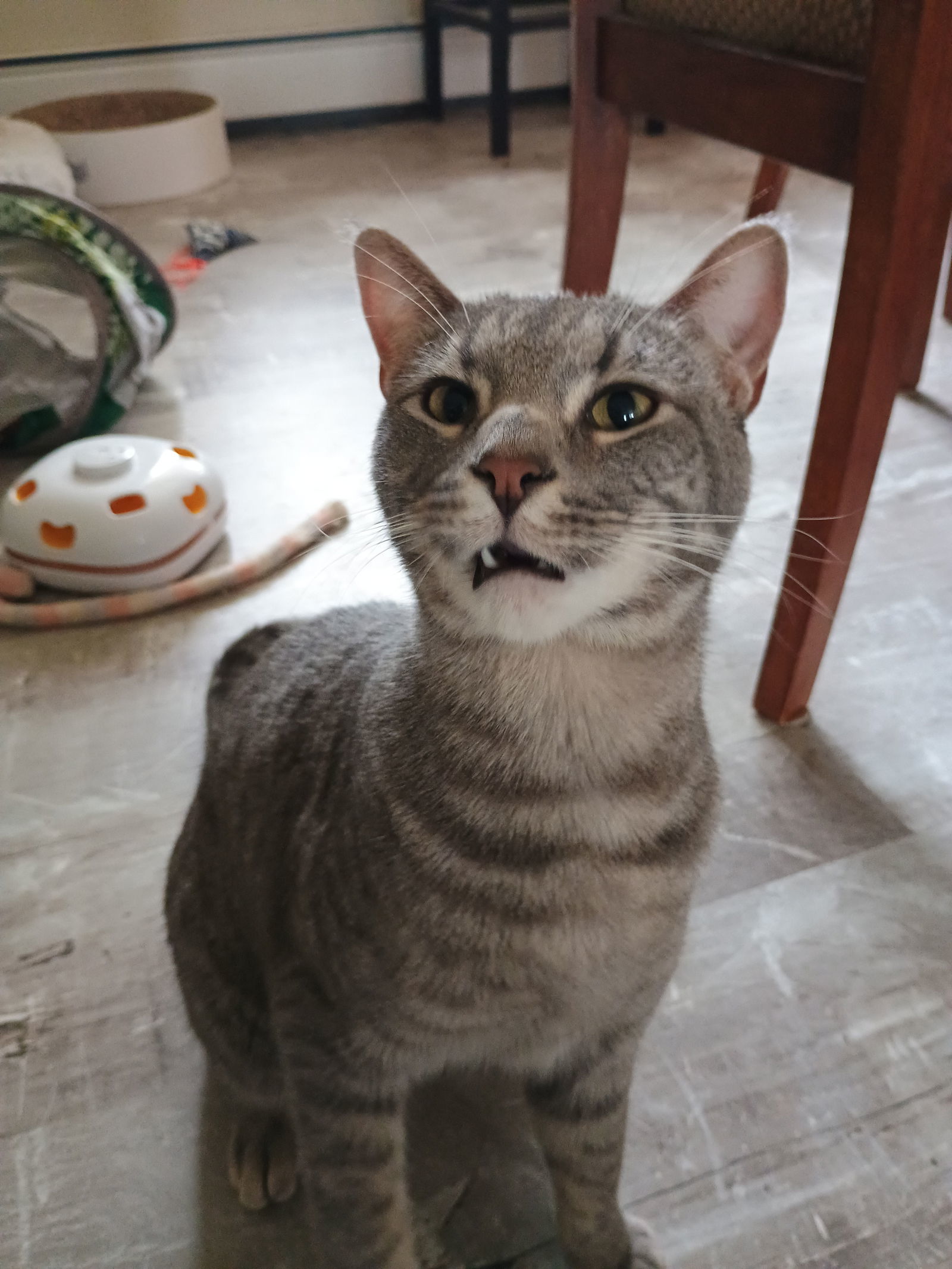 Spencer, an adoptable Tabby, Domestic Medium Hair in Laramie, WY, 82073 | Photo Image 3