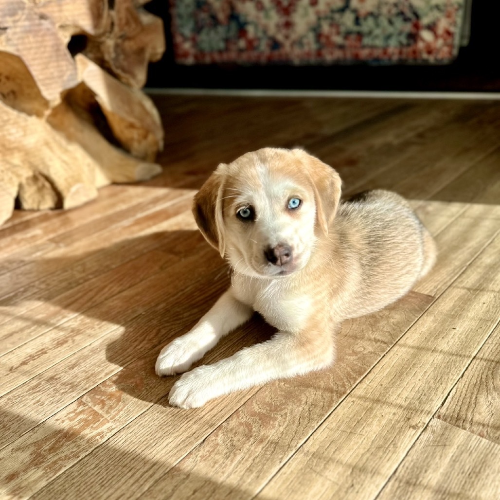 Xena