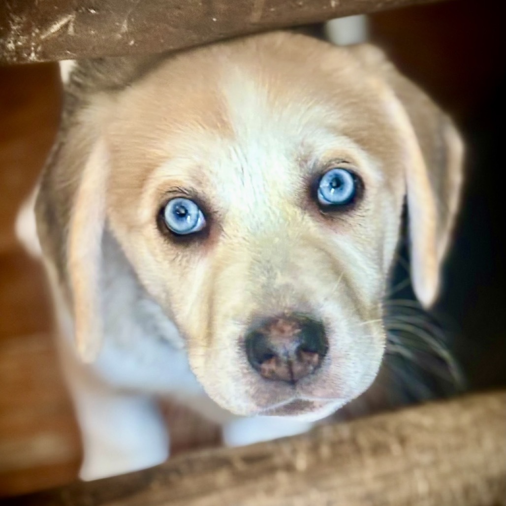 Xena