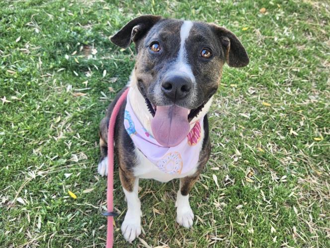 PEARL, an adoptable Harrier, Mixed Breed in Mesa, AZ, 85201 | Photo Image 1