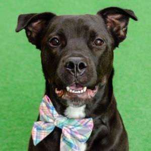 Hi there my name is Octavia a spayed 1 and a half year old RottweilerStaffie mix that currently 