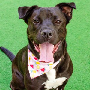 Hi there my name is Octavia a spayed 1 and a half year old RottweilerStaffie mix that currently 