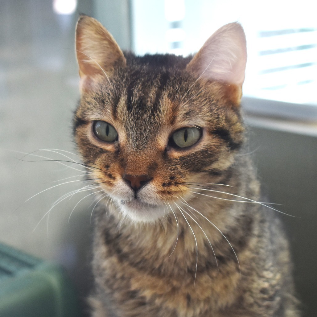 Brooke (22-1W-3), an adoptable Domestic Short Hair in Rifle, CO, 81650 | Photo Image 1