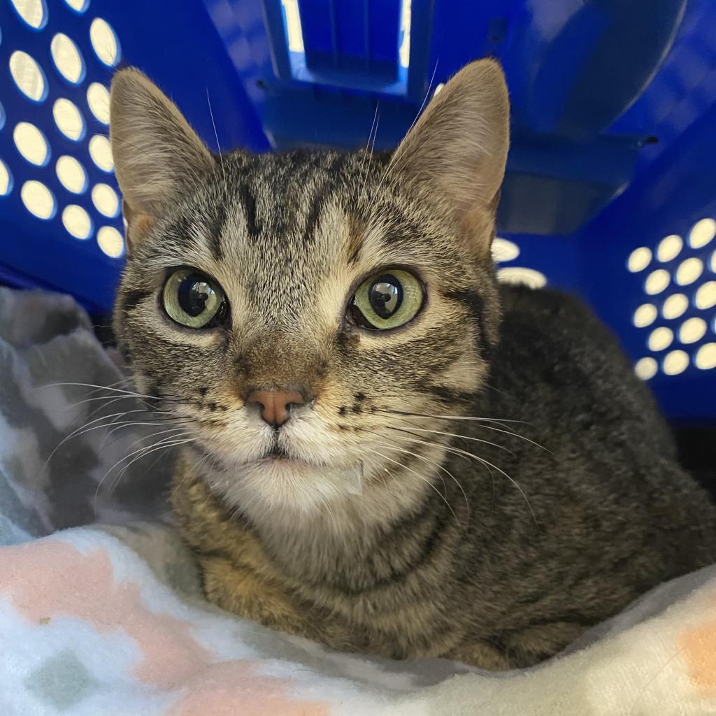 Brooke (22-1W-3), an adoptable Domestic Short Hair in Rifle, CO, 81650 | Photo Image 3