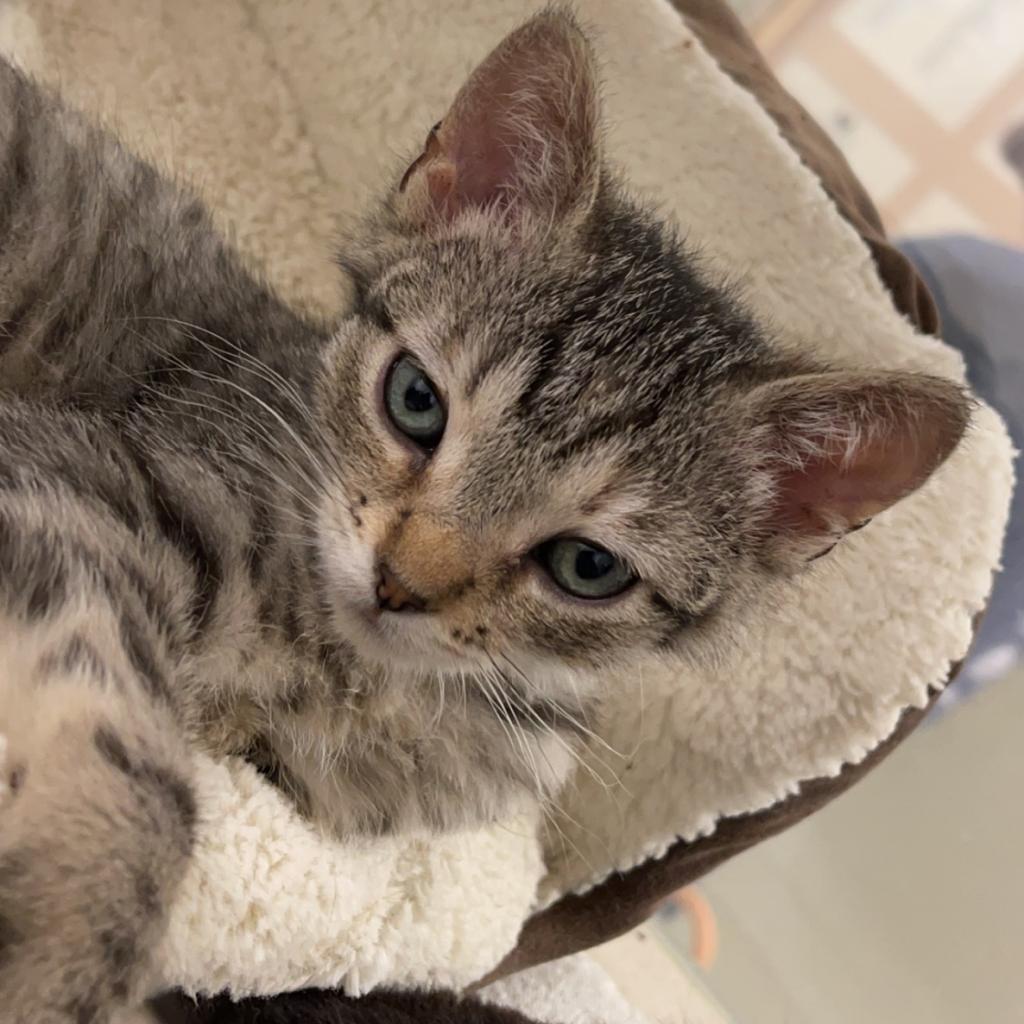 Brooke (22-1W-3), an adoptable Domestic Short Hair in Rifle, CO, 81650 | Photo Image 4