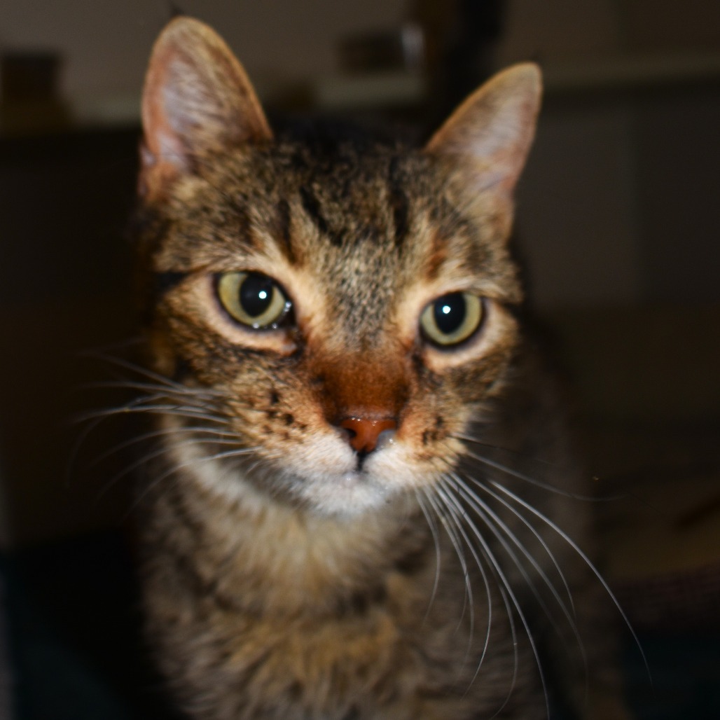 Brooke (22-1W-3), an adoptable Domestic Short Hair in Rifle, CO, 81650 | Photo Image 5