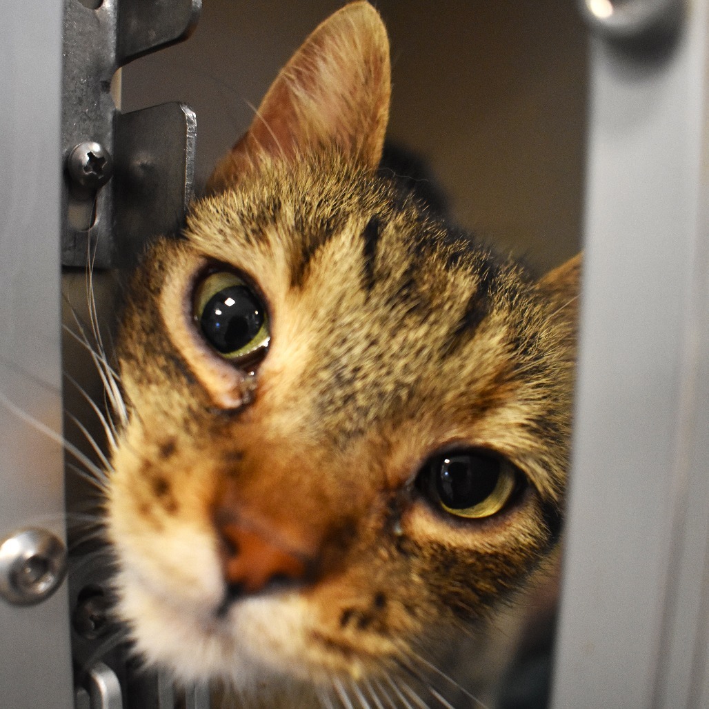 Brooke (22-1W-3), an adoptable Domestic Short Hair in Rifle, CO, 81650 | Photo Image 6