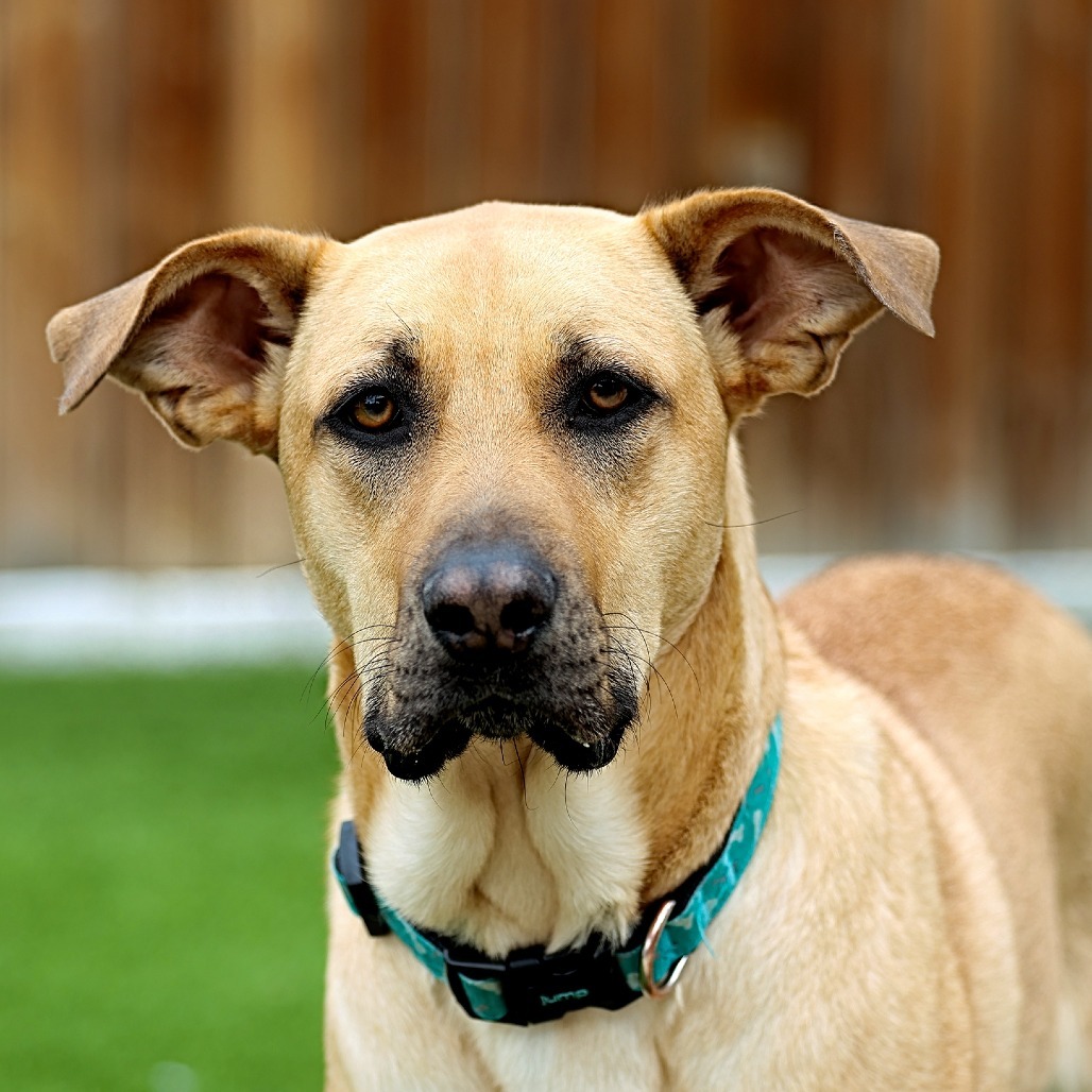 Momma Dory, an adoptable Retriever, Mixed Breed in Calgary, AB, T3C 1W4 | Photo Image 1