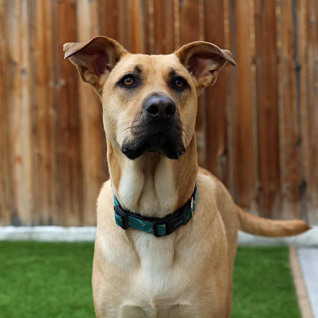 Momma Dory, an adoptable Retriever, Mixed Breed in Calgary, AB, T3C 1W4 | Photo Image 1