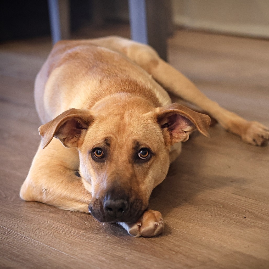 Momma Dory, an adoptable Retriever, Mixed Breed in Calgary, AB, T3C 1W4 | Photo Image 1