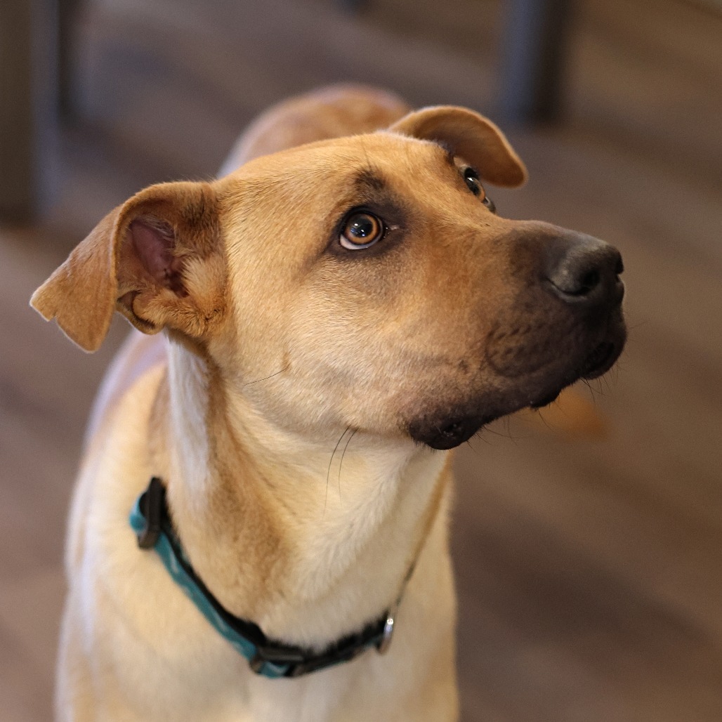 Momma Dory, an adoptable Retriever, Mixed Breed in Calgary, AB, T3C 1W4 | Photo Image 3
