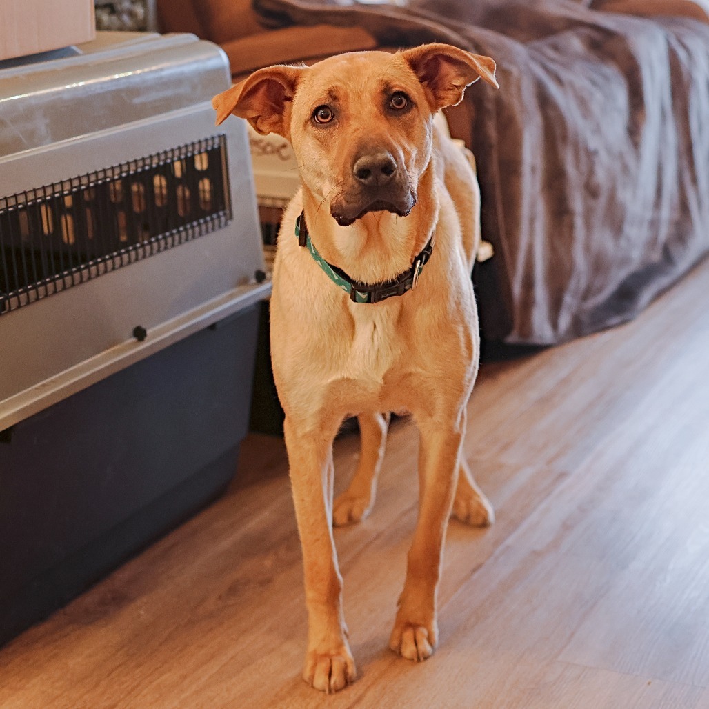 Dory, an adoptable Retriever, Mixed Breed in Calgary, AB, T3C 1W4 | Photo Image 3
