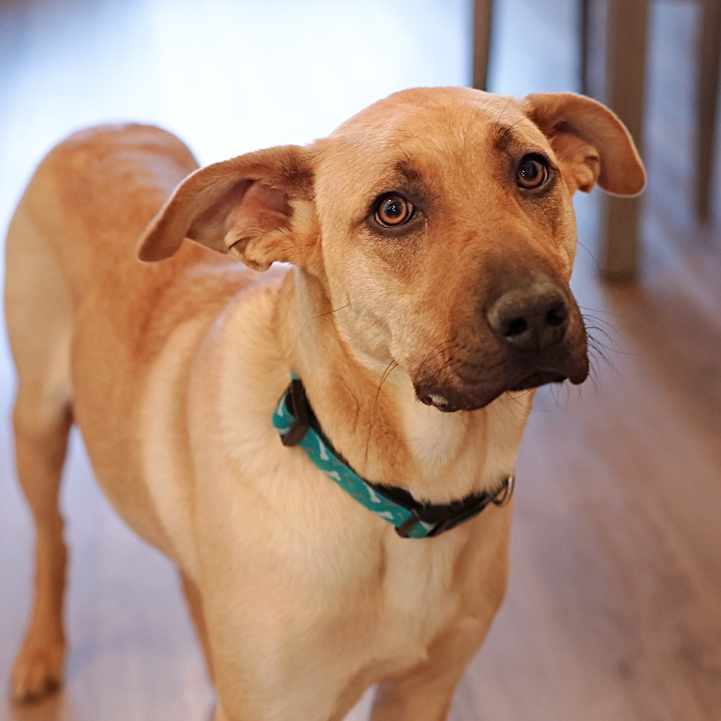 Momma Dory, an adoptable Retriever, Mixed Breed in Calgary, AB, T3C 1W4 | Photo Image 5