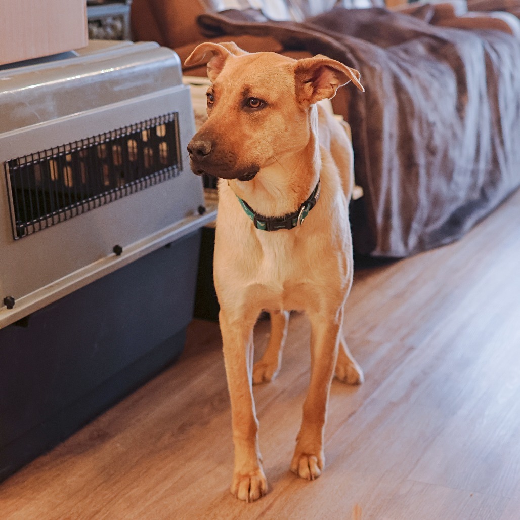 Momma Dory, an adoptable Retriever, Mixed Breed in Calgary, AB, T3C 1W4 | Photo Image 5