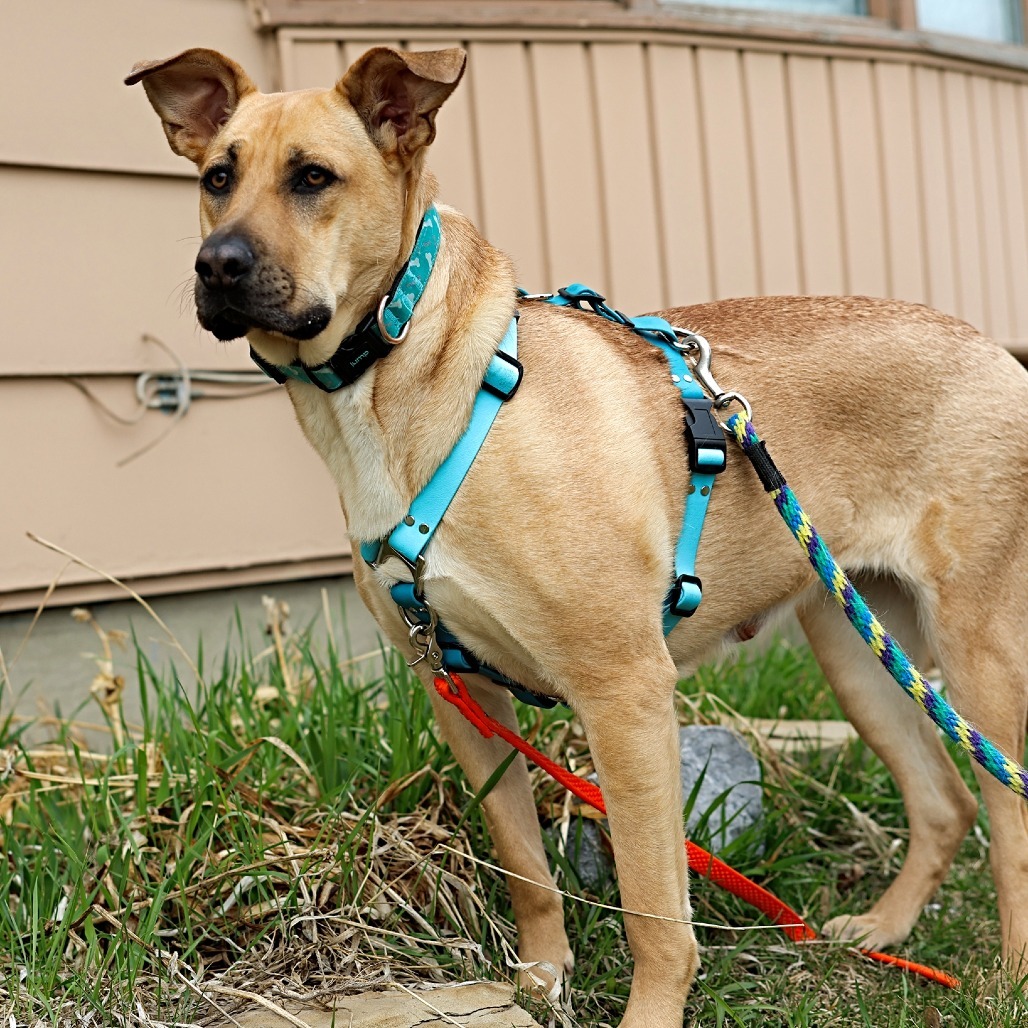 Momma Dory, an adoptable Retriever, Mixed Breed in Calgary, AB, T3C 1W4 | Photo Image 6