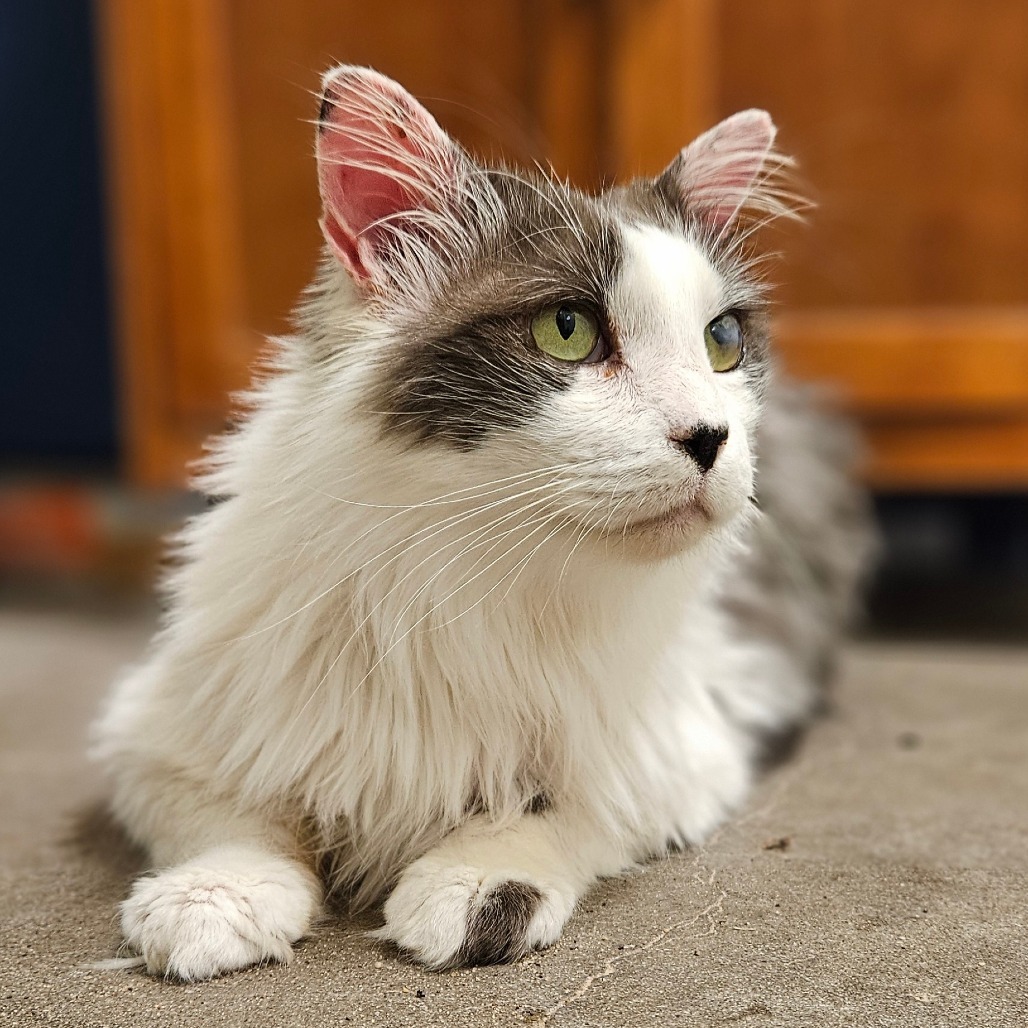 Lucky (Sponsored!), an adoptable Domestic Long Hair in Park Falls, WI, 54552 | Photo Image 1