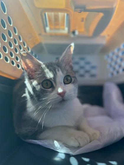 J-Lo, an adoptable Domestic Short Hair in Moses Lake, WA, 98837 | Photo Image 1