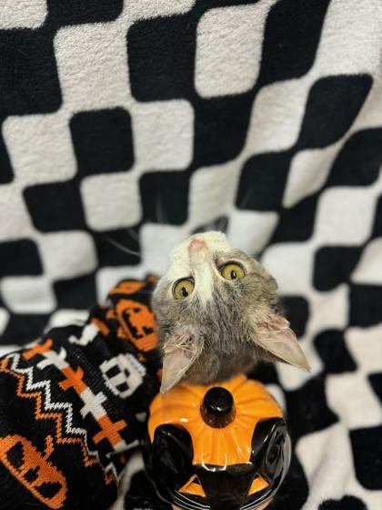 J-Lo, an adoptable Domestic Short Hair in Moses Lake, WA, 98837 | Photo Image 2