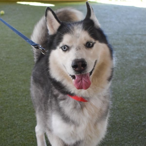 Thor