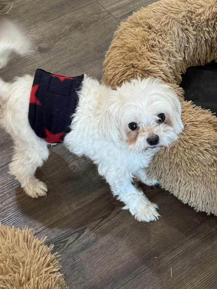 Maltese - Magner